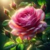 Rose Givco 217 (G) 1 Rose Givco 217