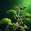 Patchouli EO Indonesia 1 Patchouli EO Indonesia