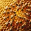 Beeswax Absolute AO