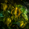 Ylang Ylang I